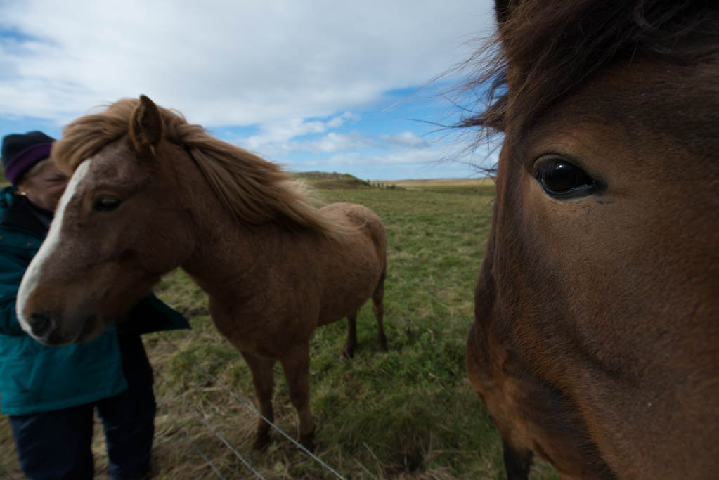 Of Iceland and Horses