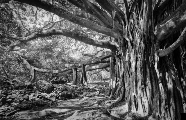 Creating a Pano of a Banyan Tree