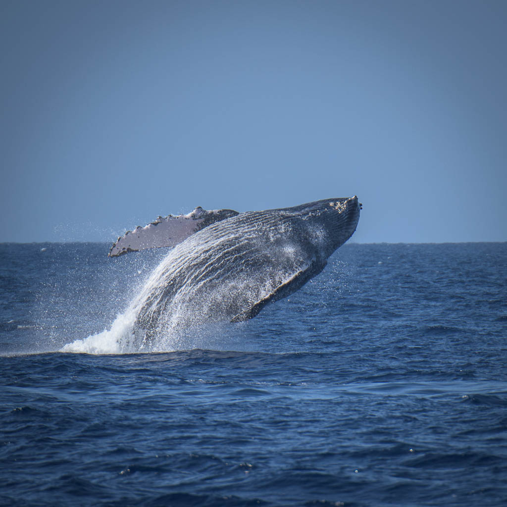 How To Photograph Whales