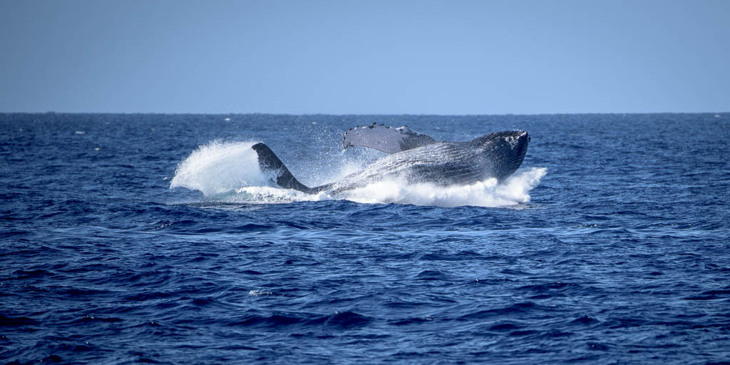 Humpback landing