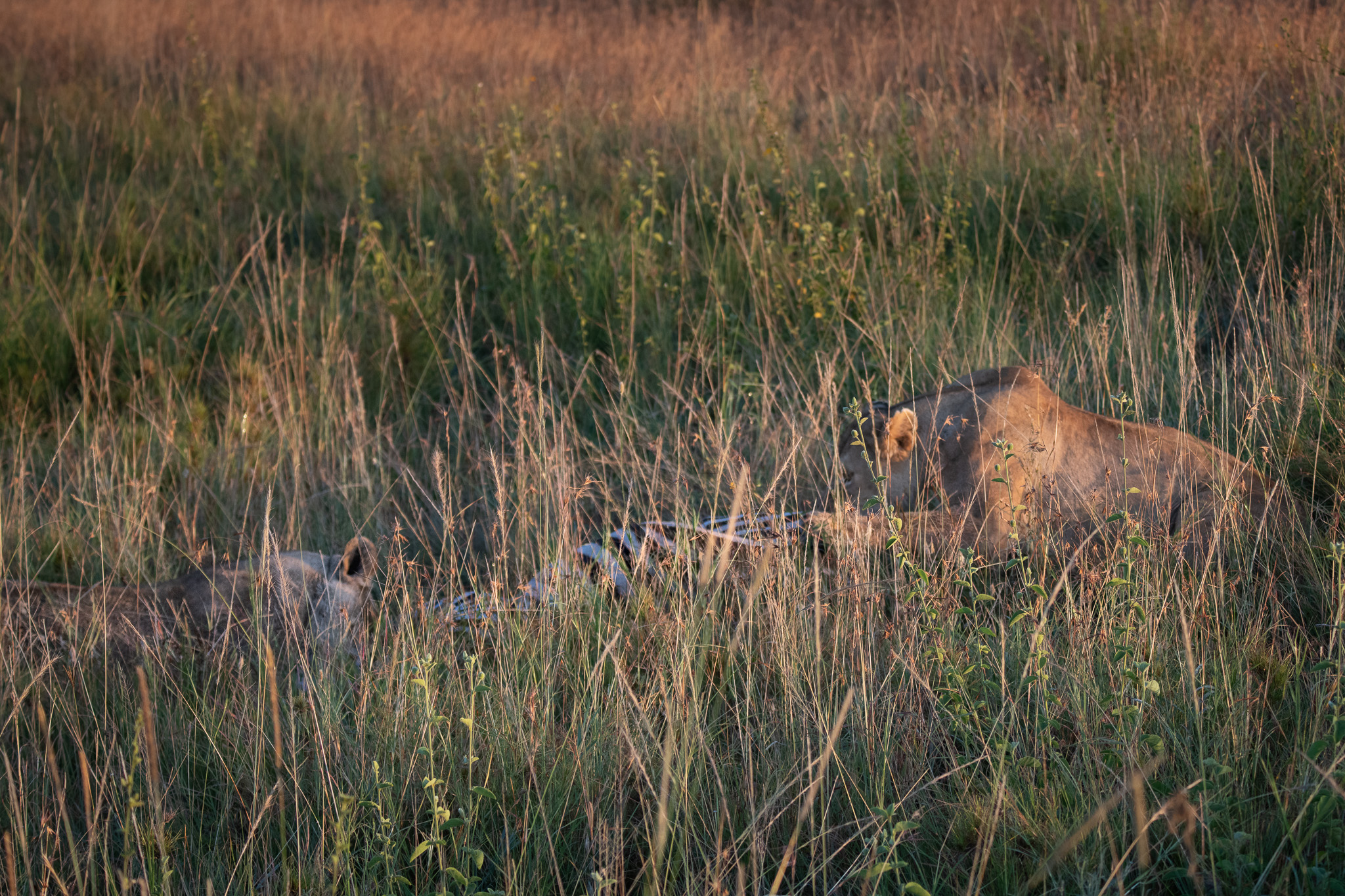 Feeding the pride