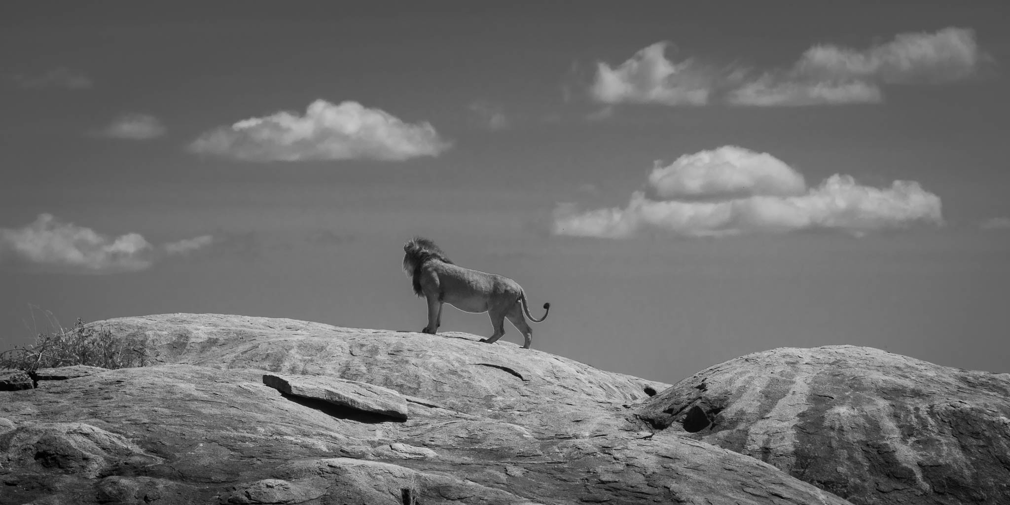Photographing in the Serengeti