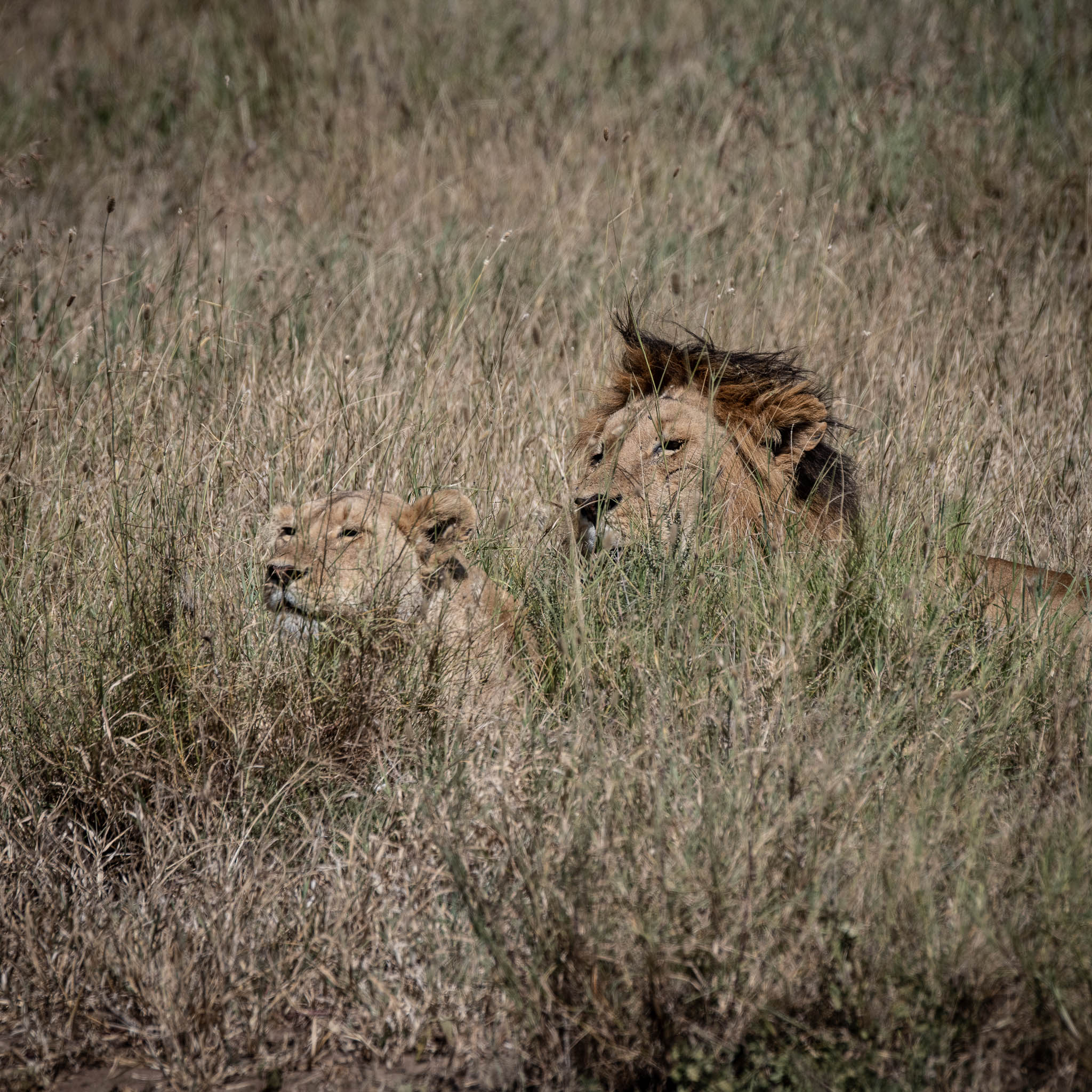 Mating Time in Serengeti